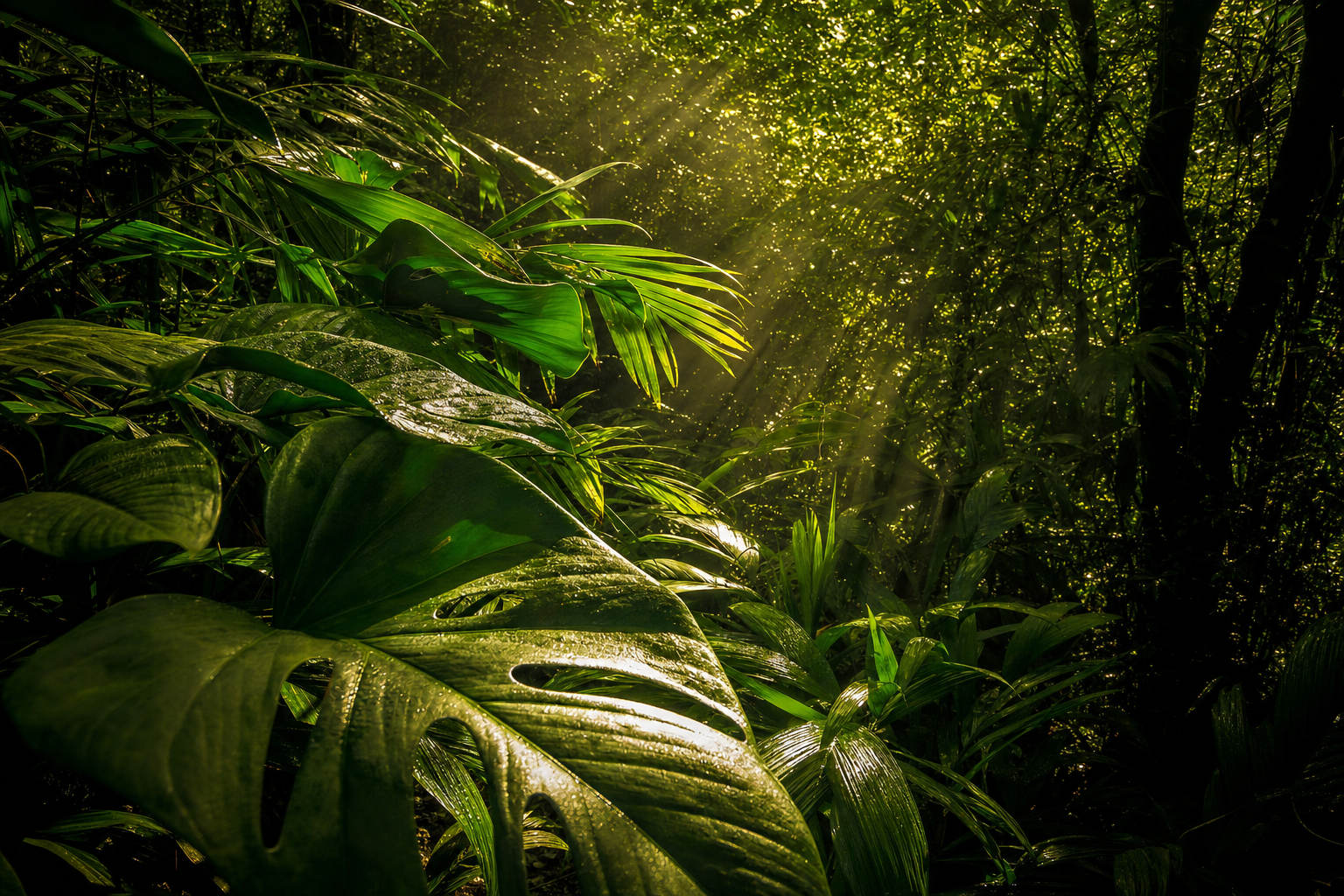 Mata Atlântica